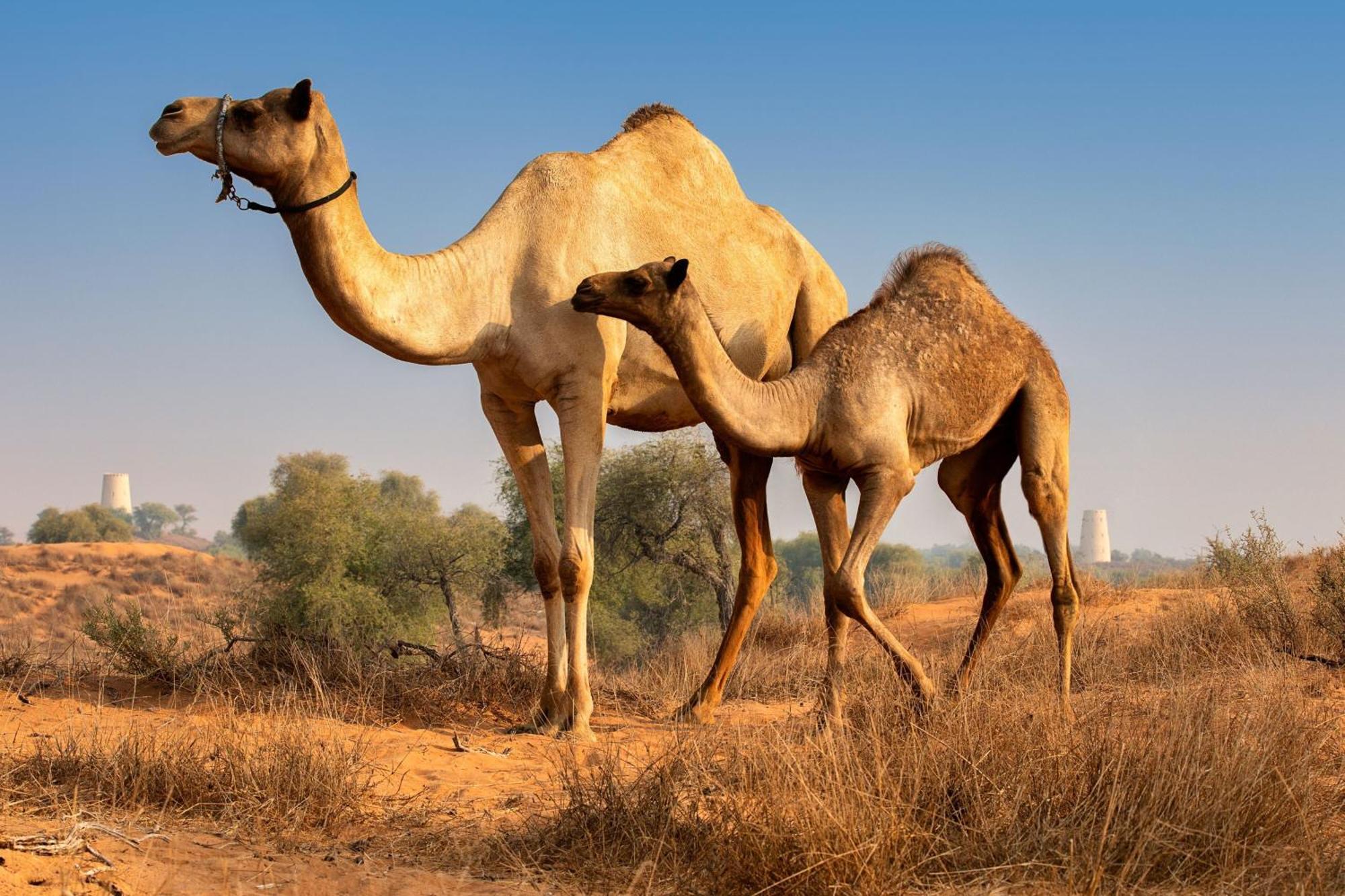 فندق ريتز كارلتون رأس الخيمة,صحراء الوادي المظهر الخارجي الصورة Arabian camel