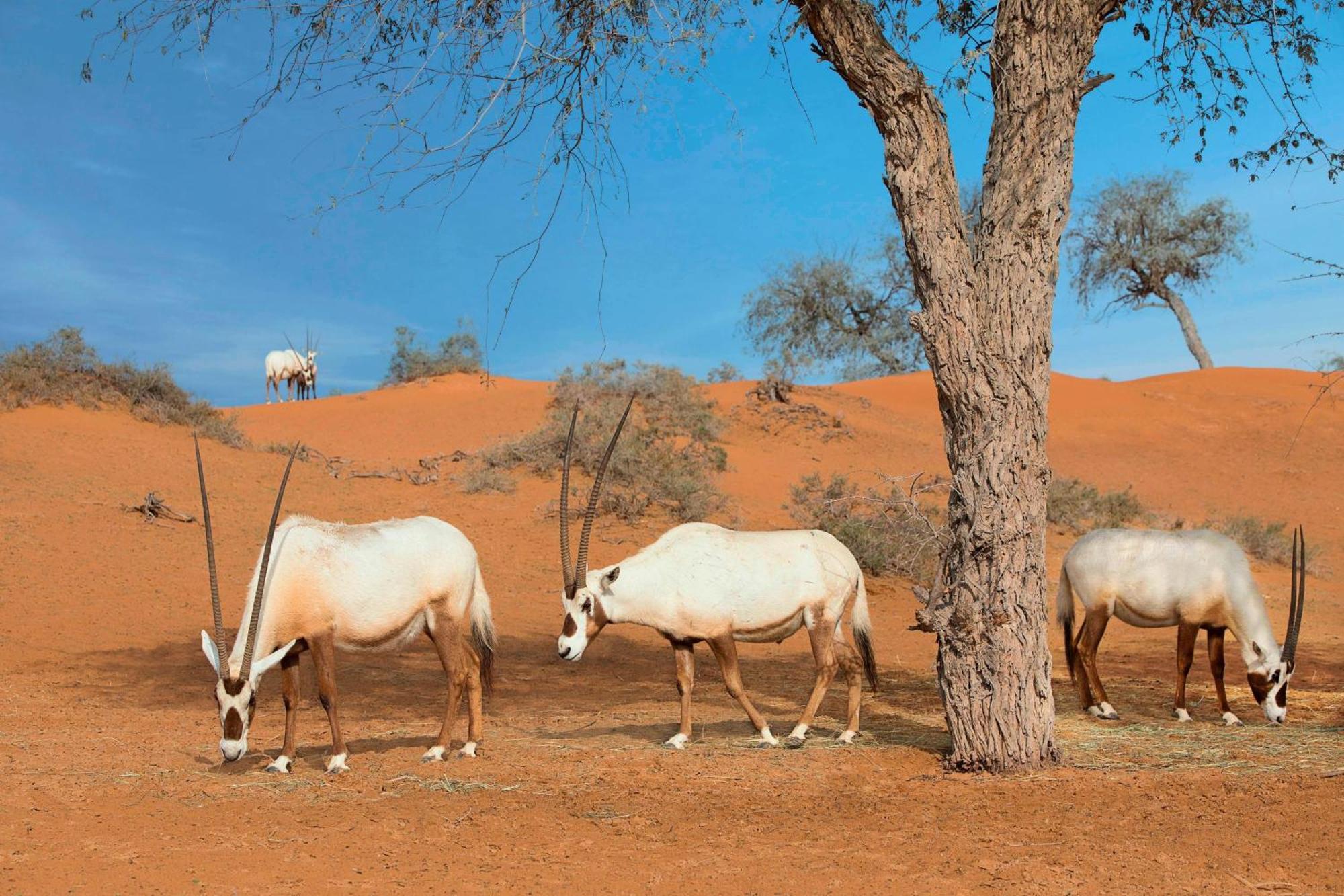 فندق ريتز كارلتون رأس الخيمة,صحراء الوادي المظهر الخارجي الصورة Arabian oryx